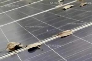 麻豆高清免费国产一区一鍵解析工商業分布式光伏電站秋季運維策略